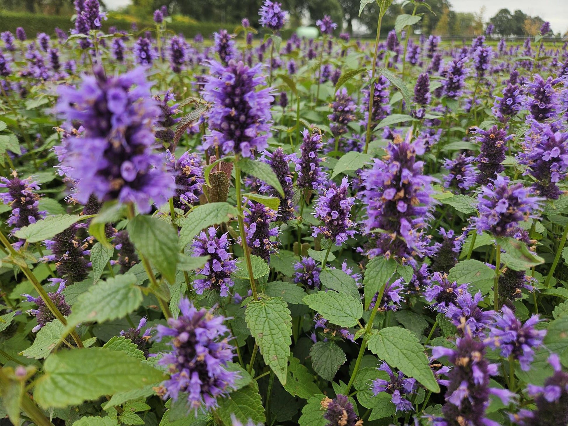 40x Agastache 'Blue Fortune' - ↕10-25cm - Ø9cm - Pflanzfix24.de - Pflanzfix24.de