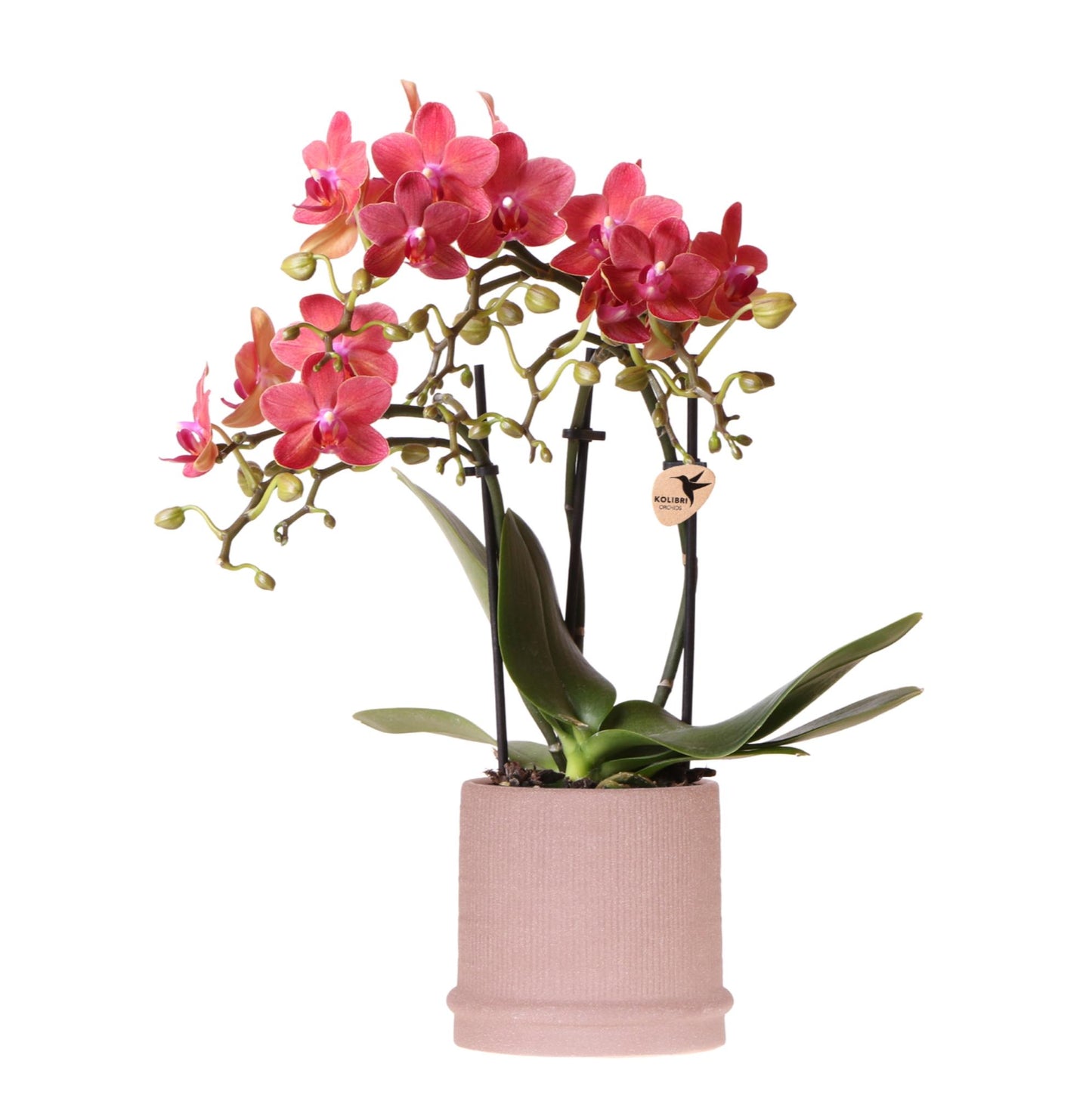 Rote Orchidee Congo im Bali-Topf Sand – Pflanzfix24.de - Pflanzfix24.de