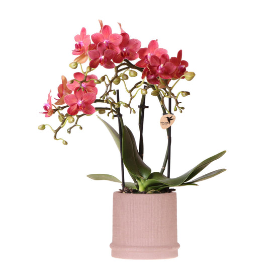 Rote Orchidee Congo im Bali-Topf Sand – Pflanzfix24.de - Pflanzfix24.de