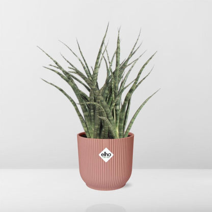 Sansevieria Fernwood Punk in ELHO Vibes Fold 14cm roze - Pflanzfix24