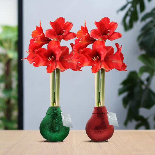 No Water Flowers® (wax amaryllis) | Glitterz® Traditional Mix (2 pack) + Red flower - Pflanzfix24