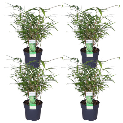 4x - Fargesia rufa - ↨40cm - Ø14 - pflanzfix24