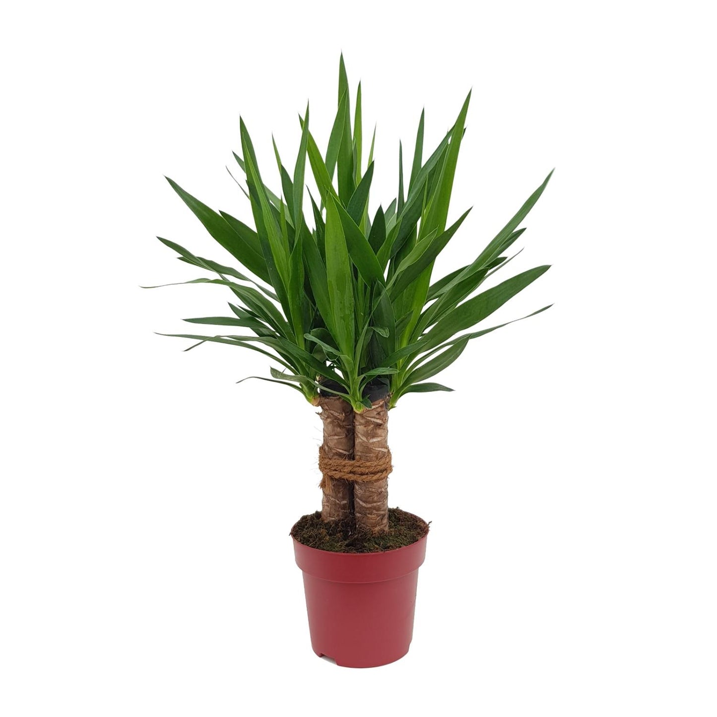 Yucca Tres Cañas Ø19cm – 70cm hoch | Pflanzfix24.de - Pflanzfix24.de