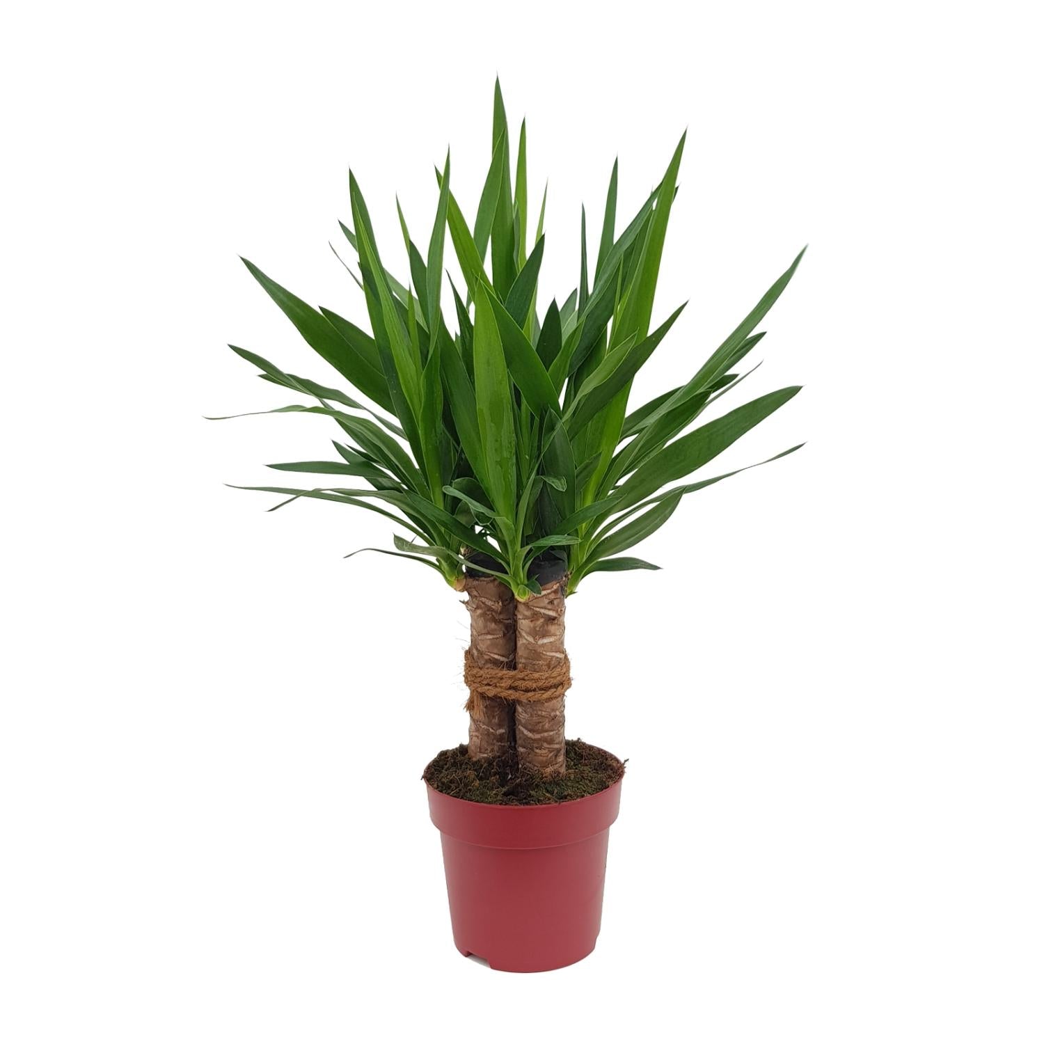 Yucca Tres Cañas Ø19cm – 70cm hoch | Pflanzfix24.de - Pflanzfix24.de