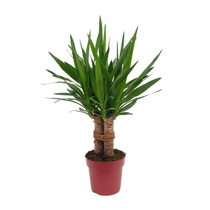 Yucca Tres Cañas Ø19cm – 70cm hoch | Pflanzfix24.de - Pflanzfix24.de