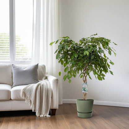 Ficus Adora / Exotica - Ø27cm - ↕120cm - Pflanzfix24