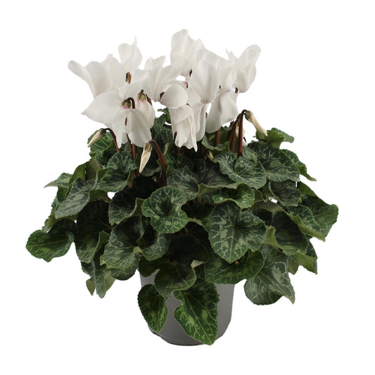 Cyclaam Wit - Ø17cm - ↕40cm bei Pflanzfix24