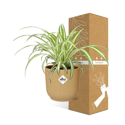 Chlorophytum Comosum Variegatum - Pflanzfix24