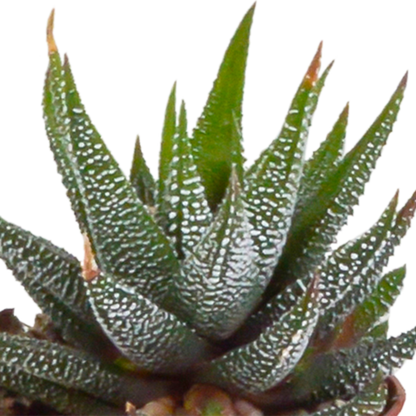 Gasteria/Haworthia-Mischung 5,5cm - 5x - Mexicaanse pot - Pflanzfix24.de - Pflanzfix24.de
