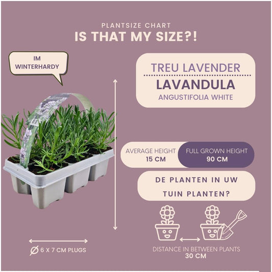 12er Set Lavendel Angustifolia Weiß - Ø7 cm - Pflanzfix24.de