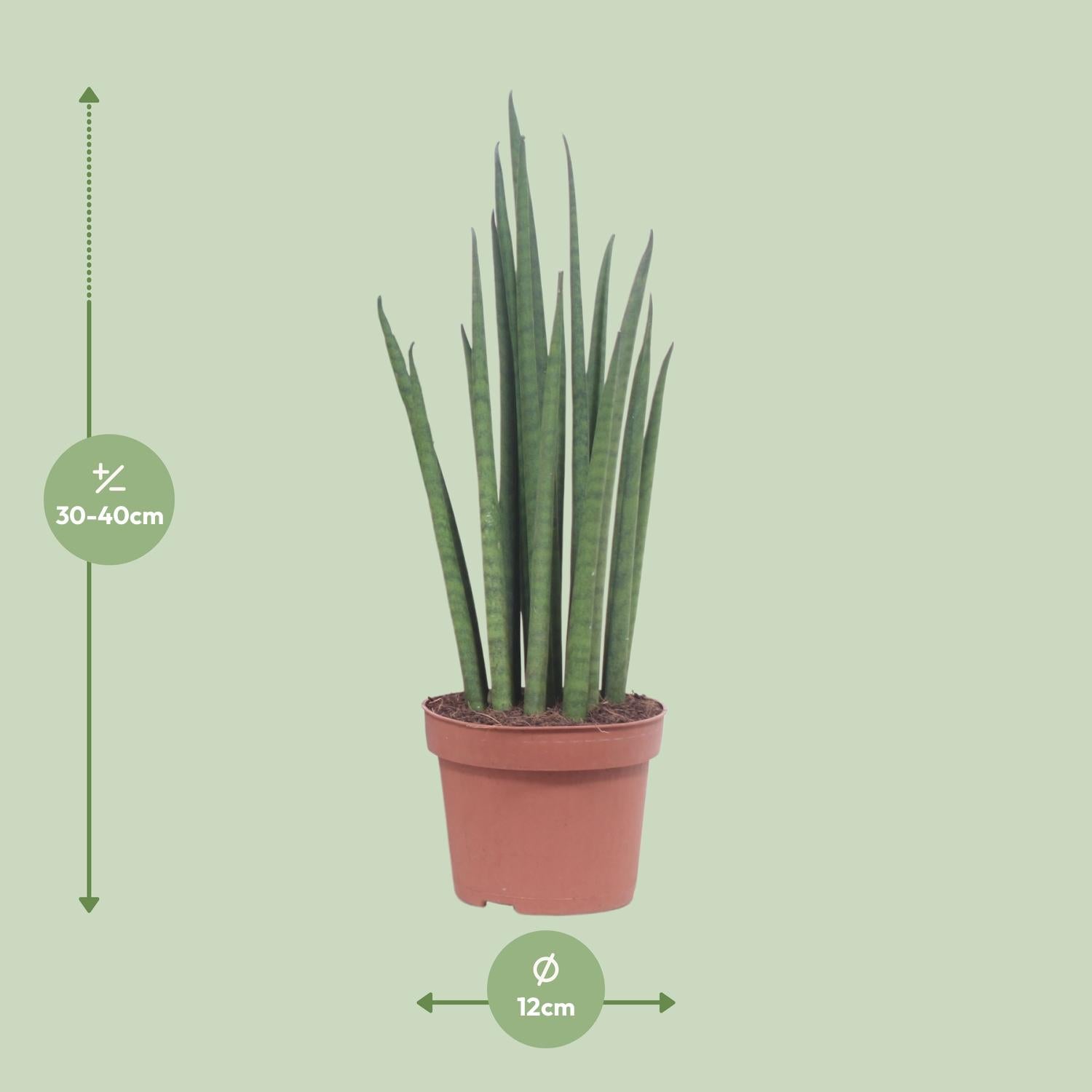 Sansevieria Mikado Ø12cm 40cm | Schwiegermutterzunge - Pflanzfix24.de - Pflanzfix24.de