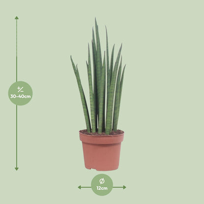 Sansevieria Mikado Ø12cm 40cm | Schwiegermutterzunge - Pflanzfix24.de - Pflanzfix24.de