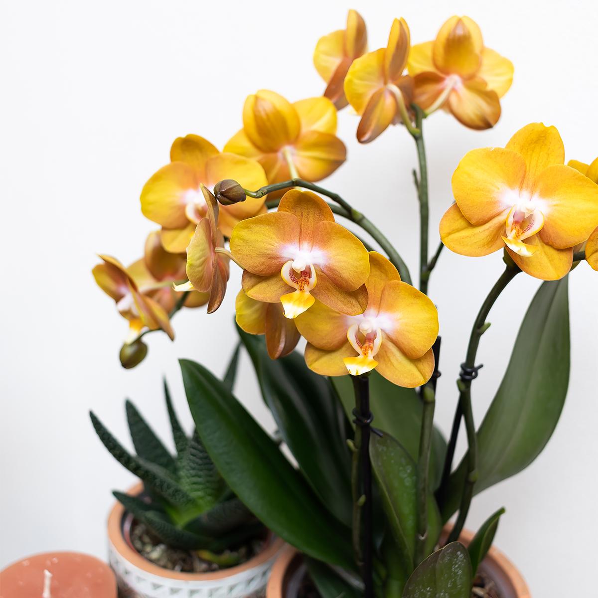 Orange-gelbe Phalaenopsis „Las Vegas“ im goldenen Groove-Ziertopf Ø12cm | Pflanzfix24.de - Pflanzfix24.de