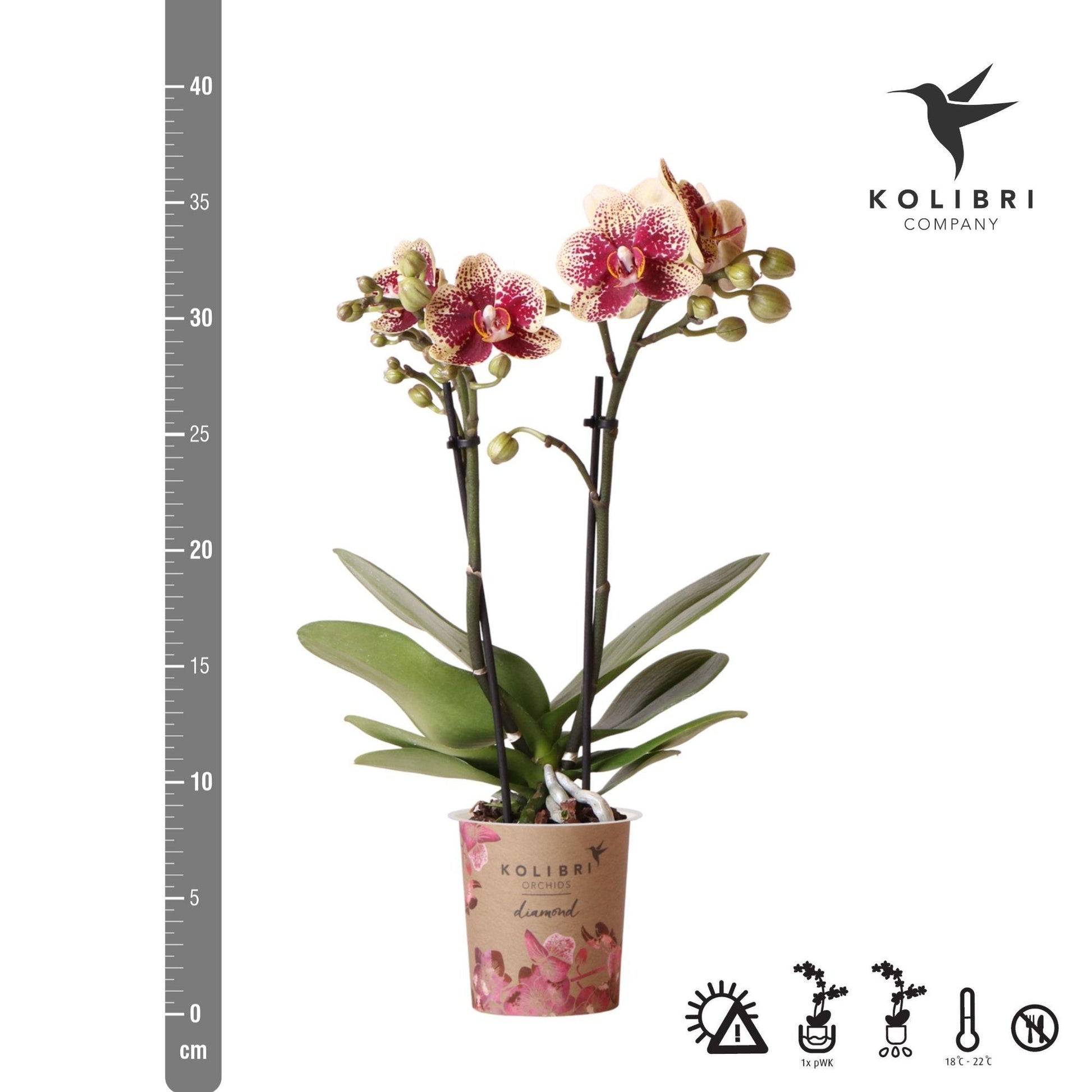 Phalaenopsis Orchidee Spanien Gelb-Rot Ø9cm – Pflanzfix24.de - Pflanzfix24.de