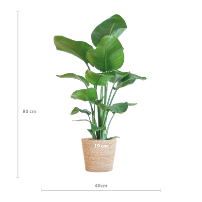 Strelitzia Nicolai 80 cm Ø21 mit Korb Sofia natur | Pflanzfix24.de - Pflanzfix24.de