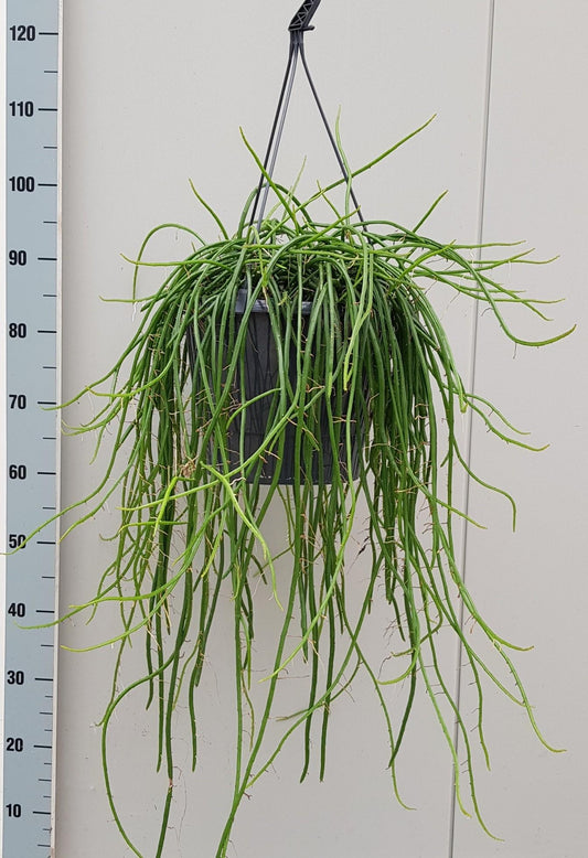 Selenecereus Werckley - Ø25cm - ↕60cm - Pflanzfix24
