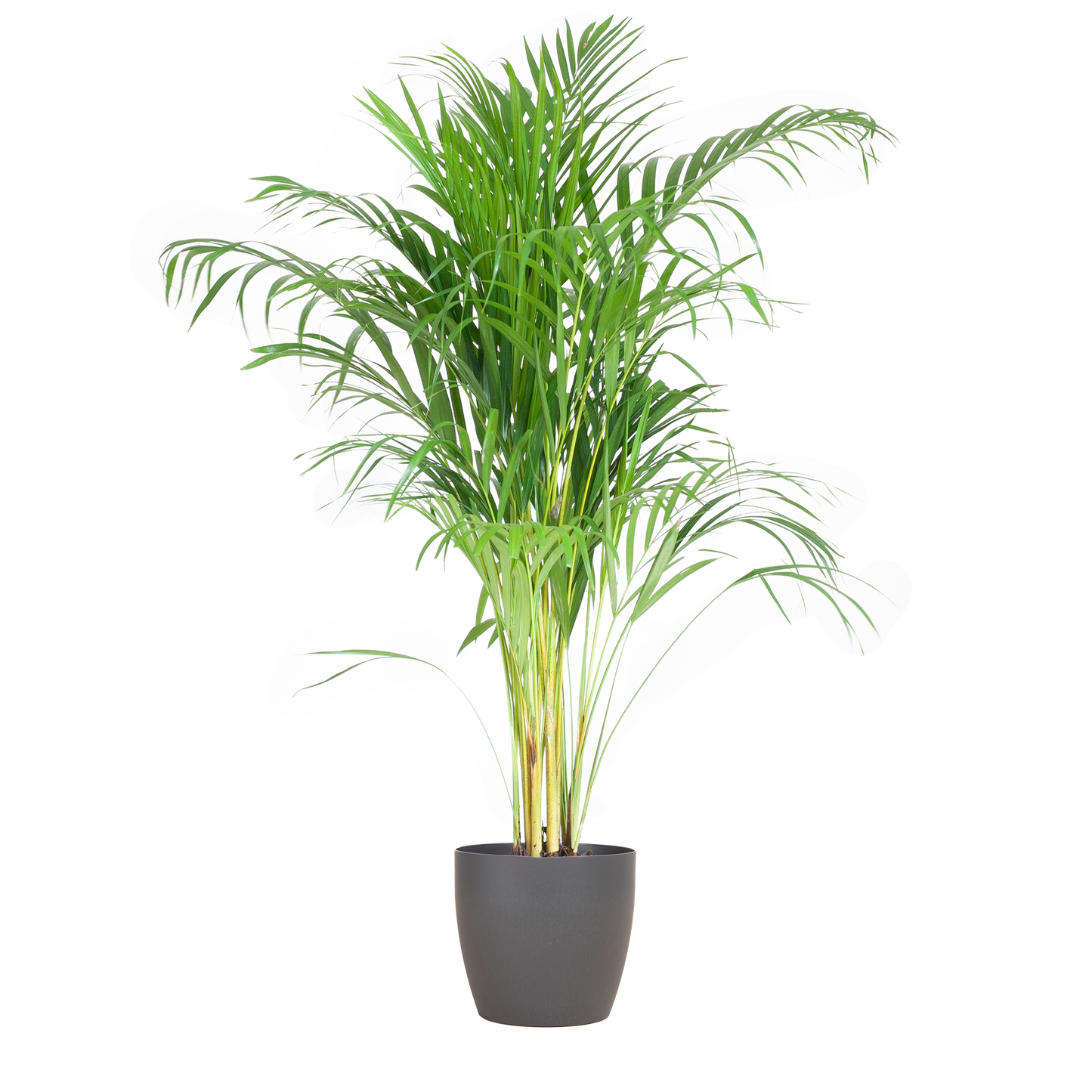 Areca Palm (Dypsis) mit Viber Grau - 100cm - Ø21 - Pflanzfix24