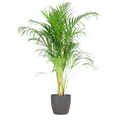 Areca Palm (Dypsis) mit Viber Grau - 100cm - Ø21 - Pflanzfix24
