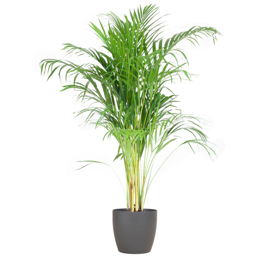 Areca Palm (Dypsis) mit Viber Grau - 100cm - Ø21 - Pflanzfix24