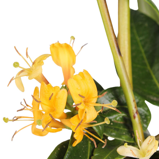3x - Lonicera henryi - ↨65cm - Ø15 - Pflanzfix24.de - Pflanzfix24.de