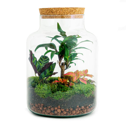 DIY Terrarium - Milky Palm - ↕ 30 cm - Pflanzfix24.de - Pflanzfix24.de