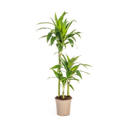 Dracaena Deremensis Lisa Ø21cm - Elegante Zimmerpflanze | Pflanzfix24