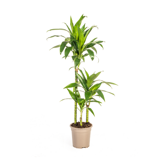 Dracaena Deremensis Lisa Ø21cm - Elegante Zimmerpflanze | Pflanzfix24