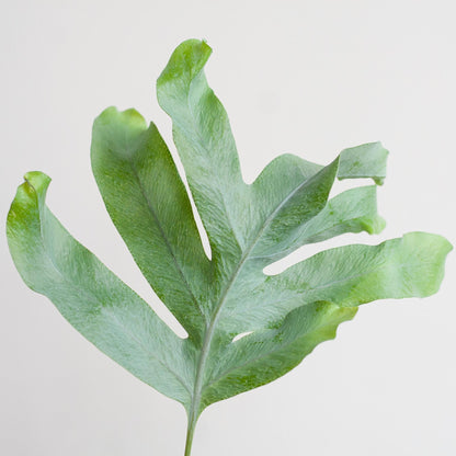 Phlebodium Aureum 'Blue Star' mit Korb Lissabon weiß - 40cm - Ø17 - Pflanzfix24