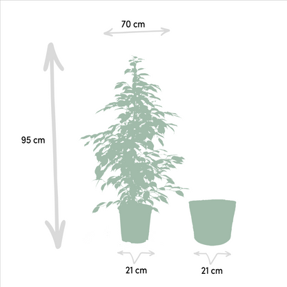 Ficus Benjamina Goldenking - Ø21cm - ↕95cm + Korb Selin - Pflanzfix24