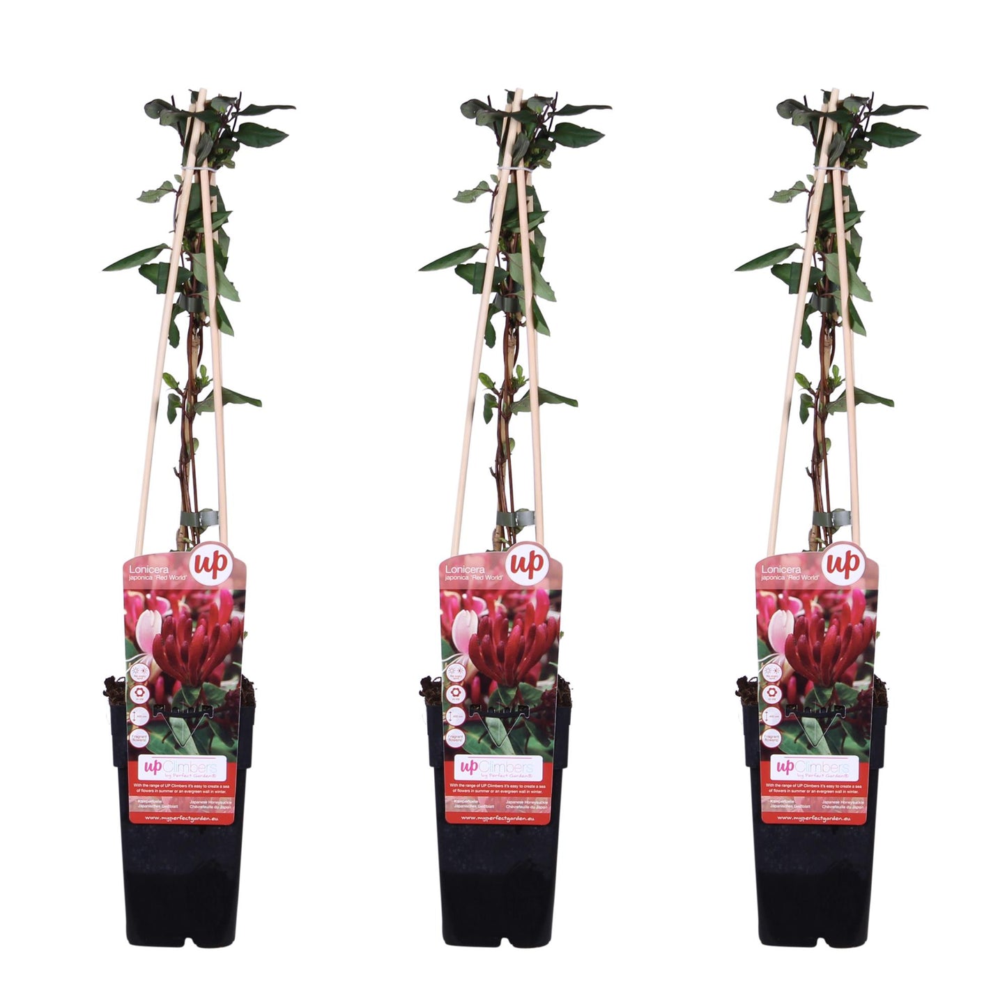 3x - Lonicera japonica 'Red World' - ↨65cm - Ø15 - Pflanzfix24