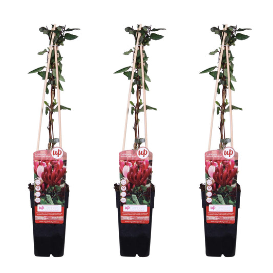3x - Lonicera japonica 'Red World' - ↨65cm - Ø15 - Pflanzfix24
