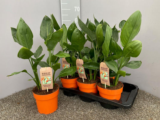 Strelitzia Reginae P17 - Ø17cm - ↕50cm - Pflanzfix24