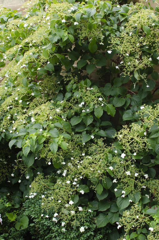 3x - Hydrangea petiolaris - ↨65cm - Ø15 - Pflanzfix24.de - Pflanzfix24.de
