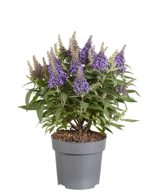 Buddleja Candy 'Little Lila' P17 (PT) - Pflanzfix24