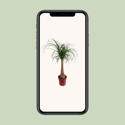 Beaucarnea 'Maya Palm' Stam P27 - Ø27cm - ↕110cm - Pflanzfix24
