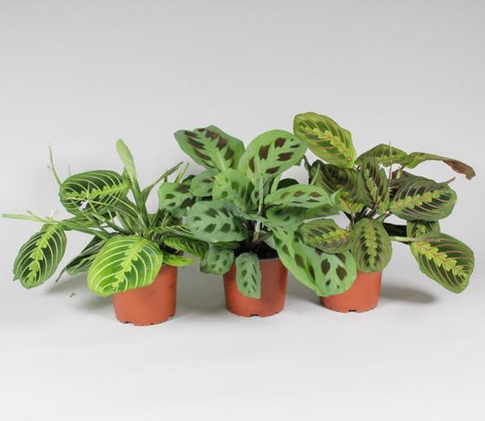 Maranta Leuconeura ‘Fascinator’ Mix | pflanzfix24