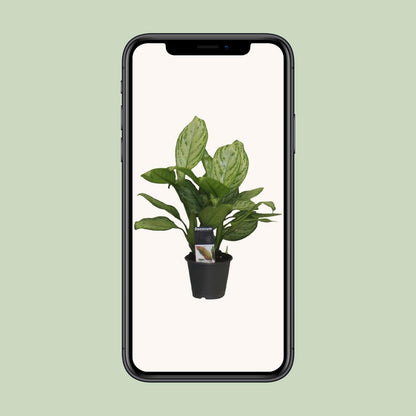 Aglaonema Christina - Ø12cm - ↕30cm bei Pflanzfix24
