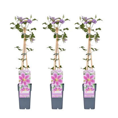 3x Clematis Piilu - ↨65cm - Ø15 - Pflanzfix24