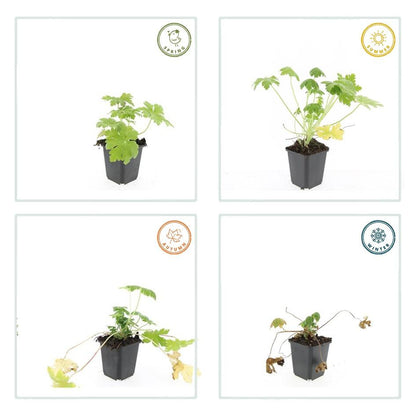 20x Geranium macr. 'Spessart' - pflanzfix24