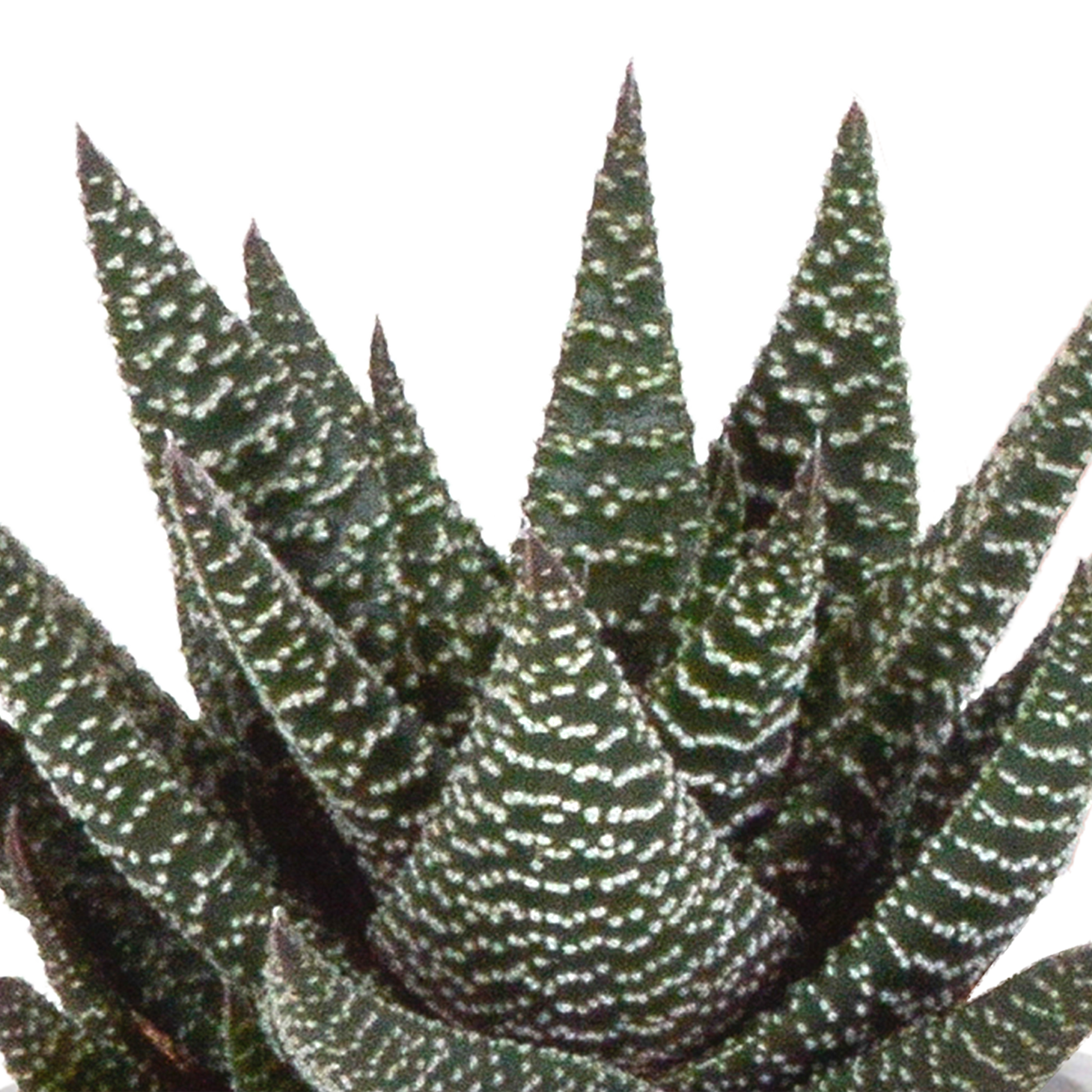 Gasteria/Haworthia-Mischung 8,5cm - 3x - in Terracotta-Topf | Pflanzfix24.de - Pflanzfix24.de
