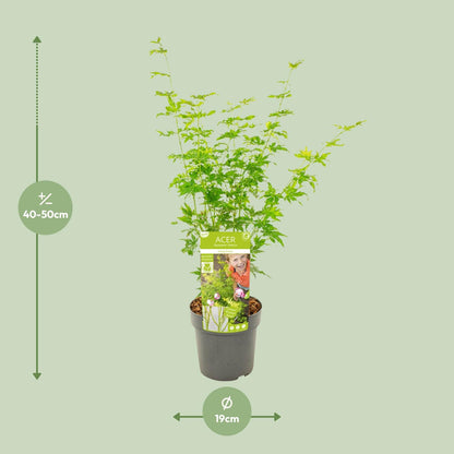 Acer palmatum Going Green - Ø19cm - ↕50cm - Pflanzfix24.de - Pflanzfix24.de