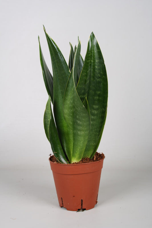Sansevieria Dark Diamond - 14cm - 40cm - Pflanzfix24