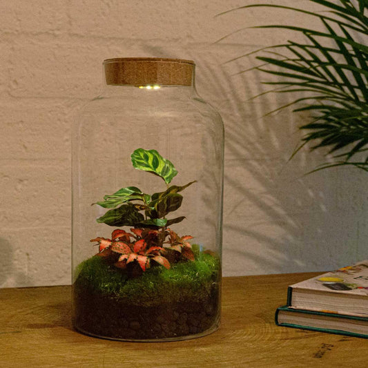 Flaschengarten - Milky Calathea mit Lampe - Pflanzfix24.de - Pflanzfix24.de