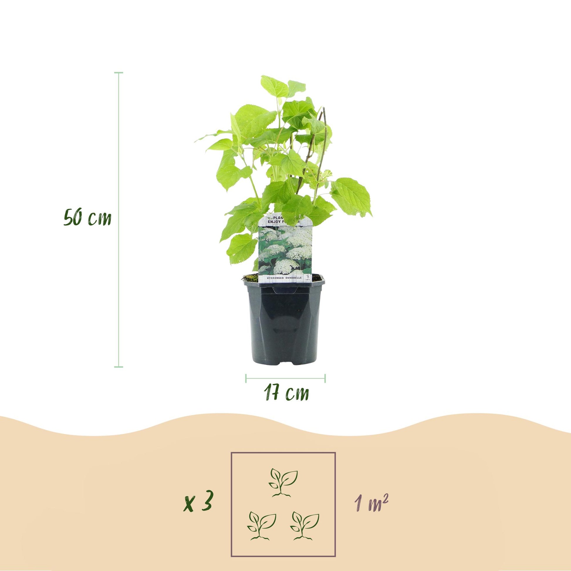 Pflanzfix24.de - Rispenhortensie - Hydrangea arborescens Annabelle - Blüte Weiß - 1 Pflanze - Topf 17cm - Pflanzfix24.de