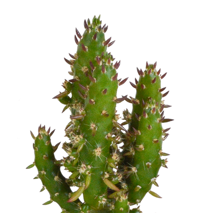 Kakteen und Sukkulenten Mix 5,5 cm | 15er Set - Terrakotta Topf - Pflanzfix24.de - Pflanzfix24.de