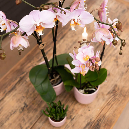 Phalaenopsis Orchidee Kikion | rosa Zimmerpflanze - Ø12cm Topf - Pflanzfix24