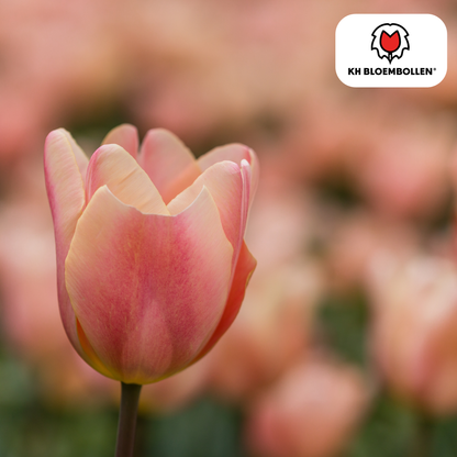 Apricot Foxx Tulpenbollen – 20 Stuks | KH Bloembollen® | Zalmroze Tulp - Pflanzfix24