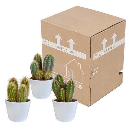 Cereus-Mischung 10,5 cm - 3x - in witte pot - Pflanzfix24.de - Pflanzfix24.de