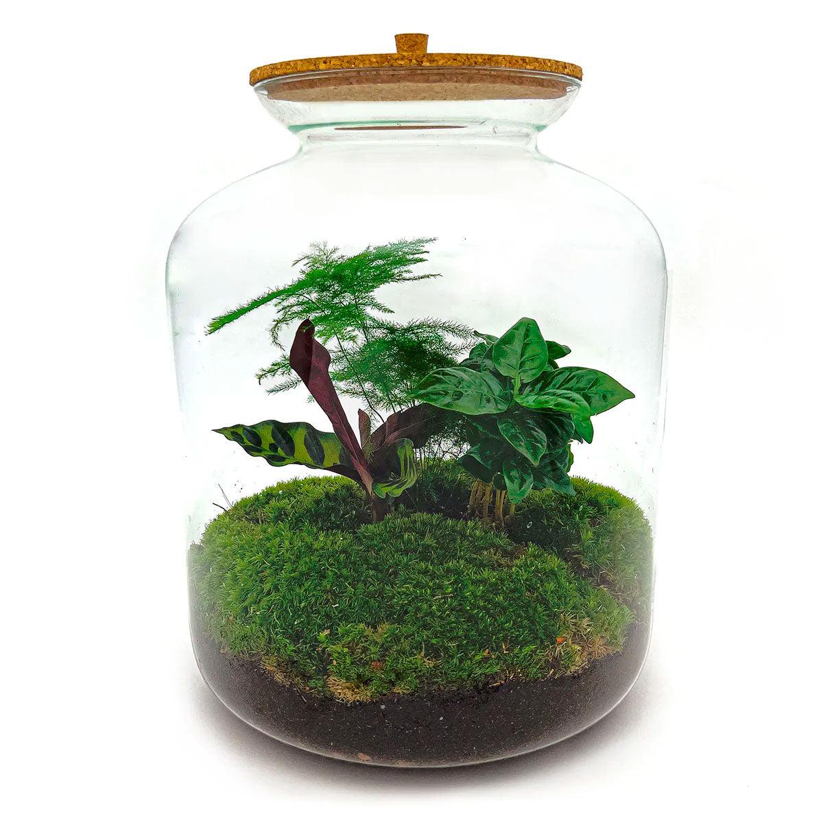Flaschengarten - Lukas - DIY Terrarium Set für Zuhause oder Büro - Pflanzfix24