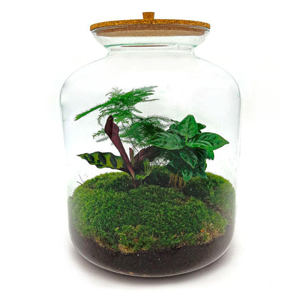 Flaschengarten - Lukas - DIY Terrarium Set für Zuhause oder Büro - Pflanzfix24